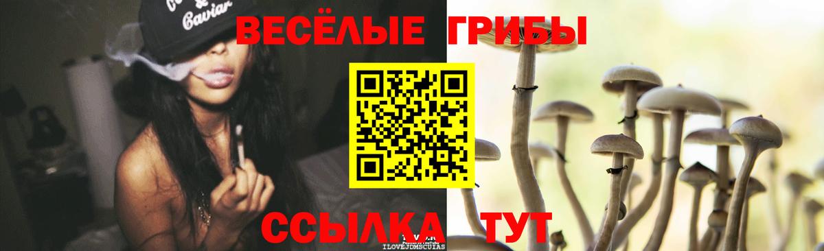 Псилоцибиновые грибы Psilocybe Барабинск